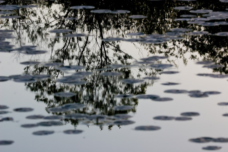 Reflection In Lily Covered Water